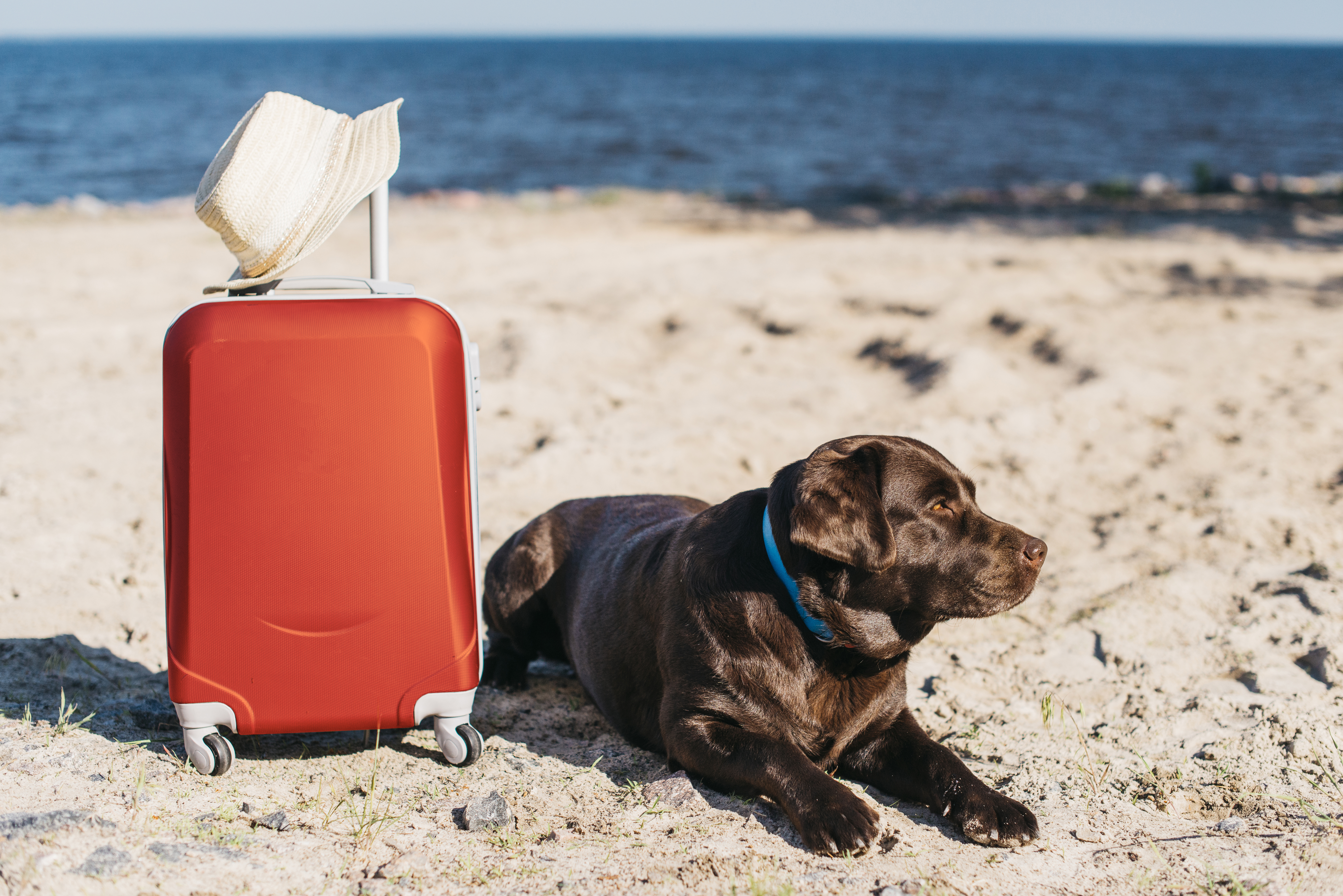 Viaje con mascotas