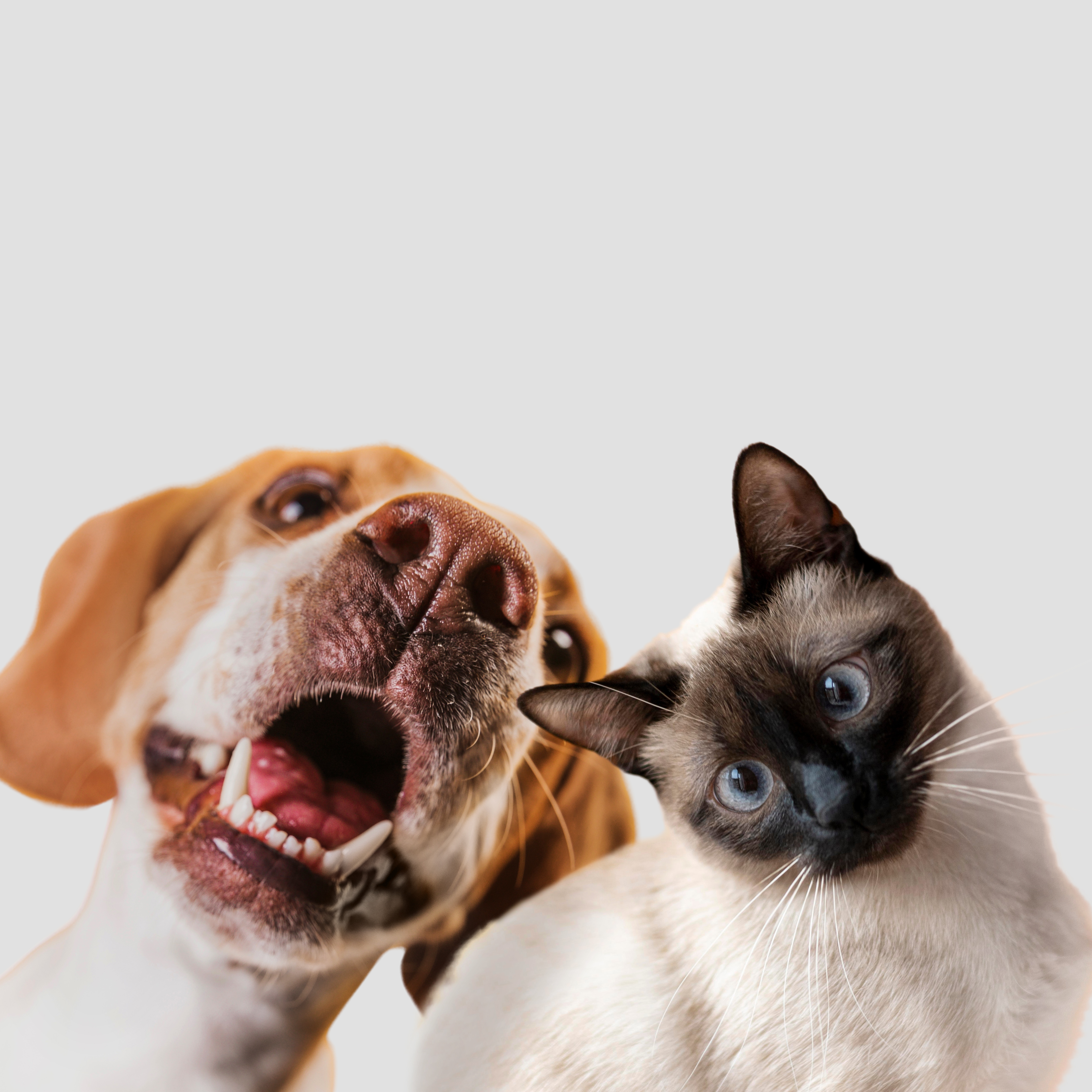 Viajar con mascotas